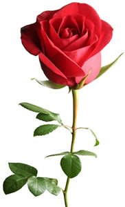 Rose Saint Valentin